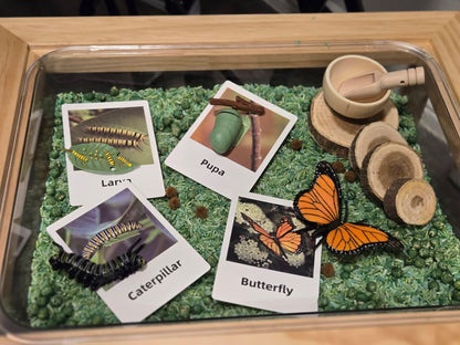 Butterfly Life Cycle Sensory Kit
