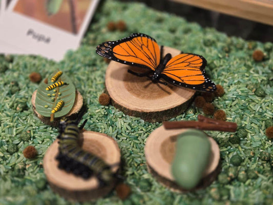 Butterfly Life Cycle Sensory Kit