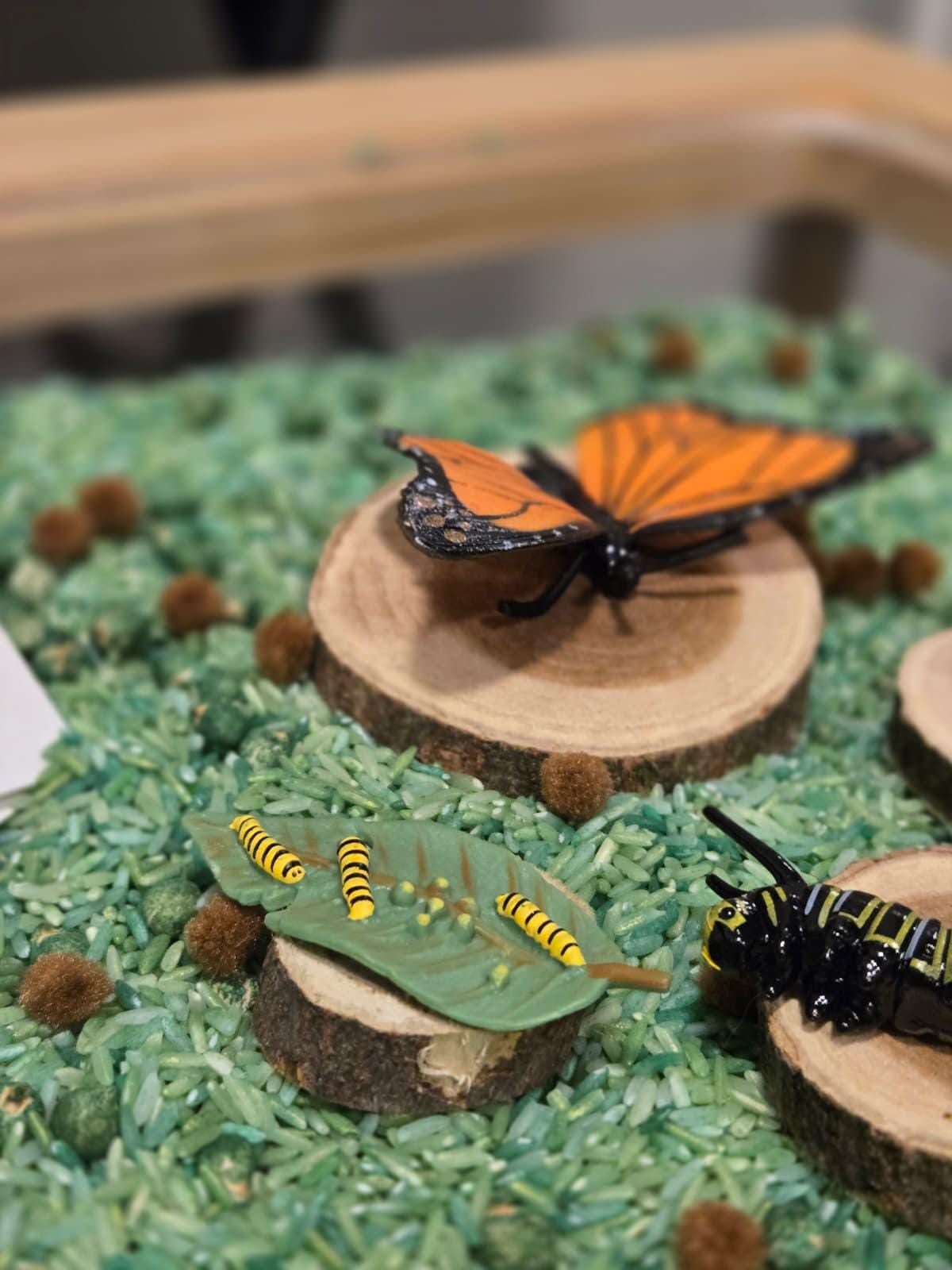 Butterfly Life Cycle Sensory Kit