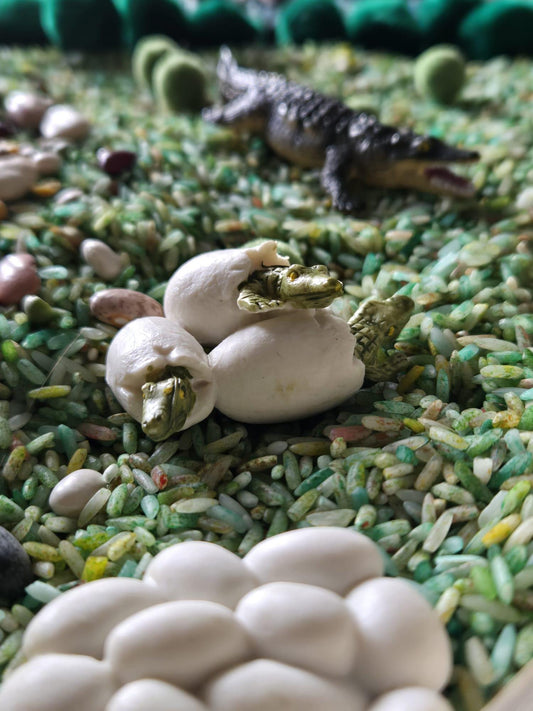 Alligator Life Cycle Sensory Kit – Inspired Nature & STEM Play