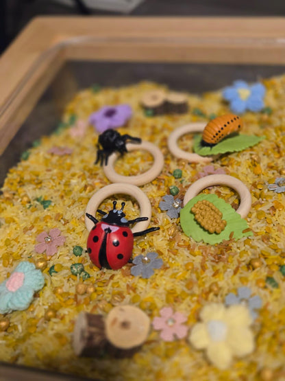 Life Cycle of a Ladybug Sensory Kit – Nature & Insect Study